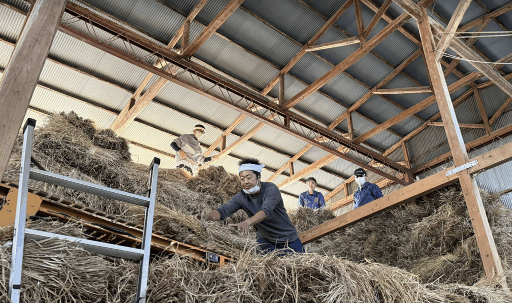 藁を積み込み中（中央奥が私）