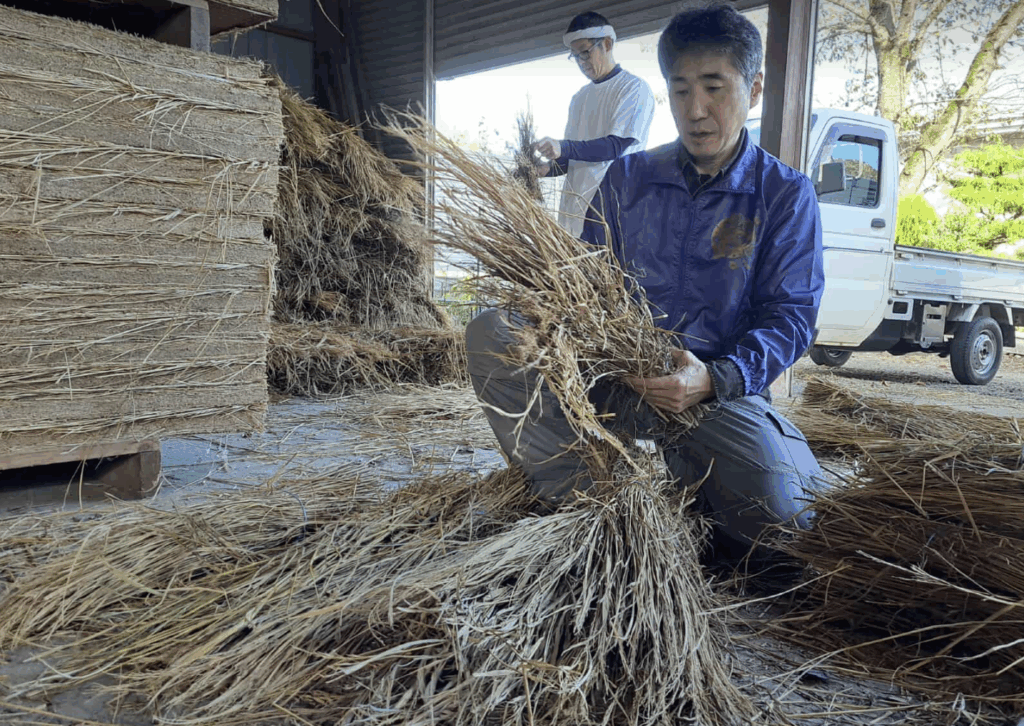 藁に脱穀残りが無いか確認中