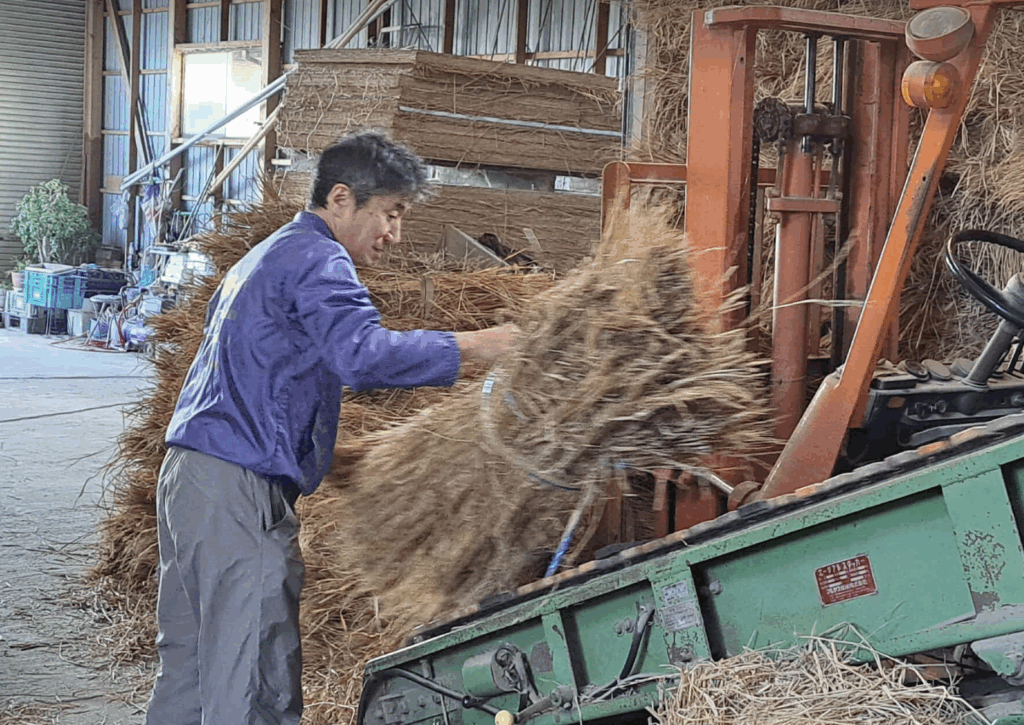 結束した藁を倉庫に積むためにベルトコンベアーに乗せている所