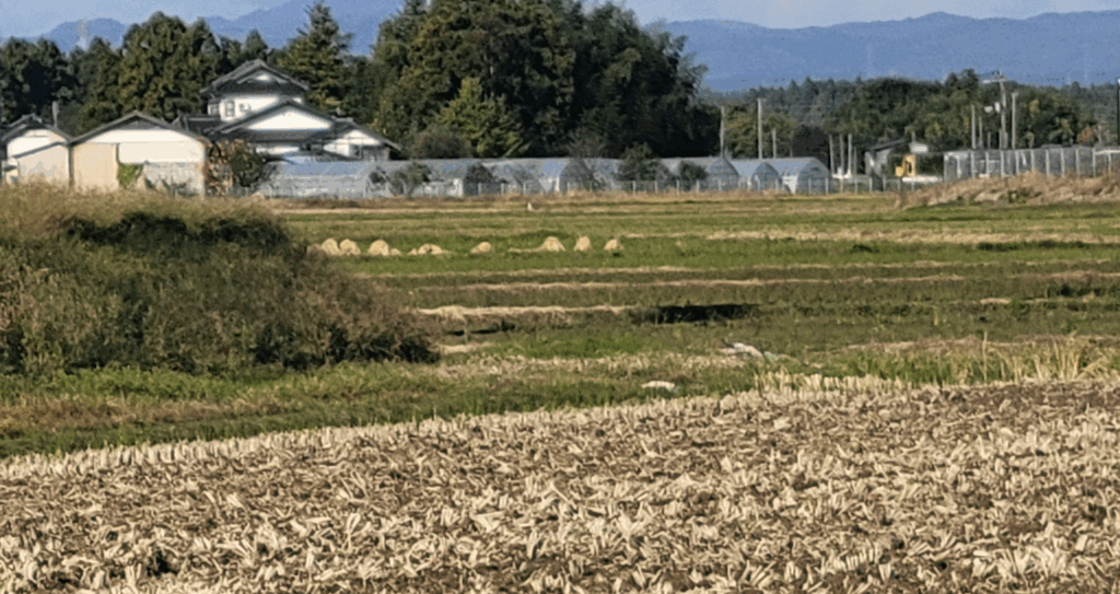 田んぼに置いてある藁の束