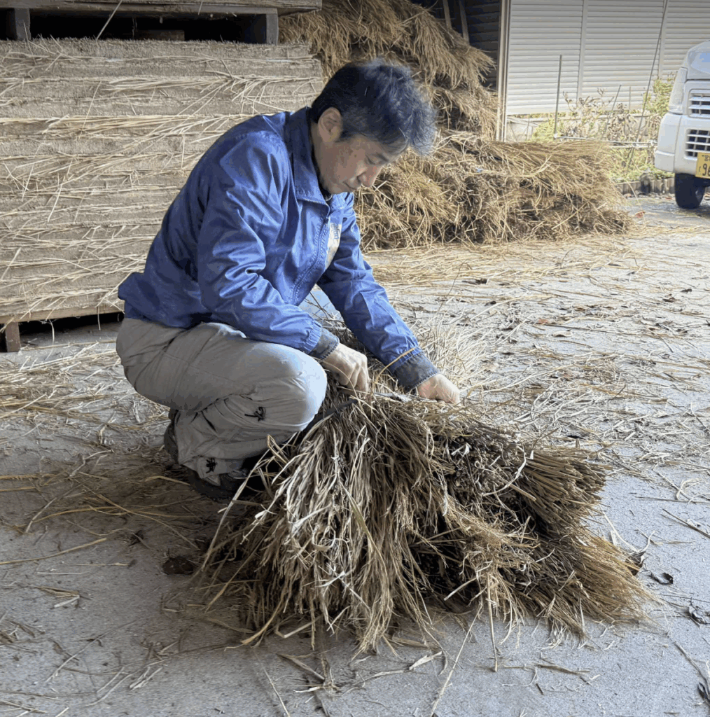 脱穀残りチェック後に16束を1束にまとめている所