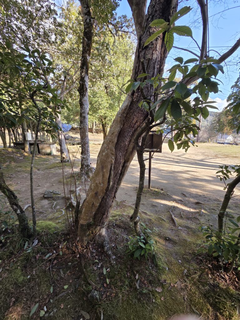 さるすべりの木から、松の木が生えている